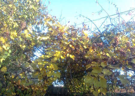 Vand teren 271 mp, proprietar, Eroii Revolutiei