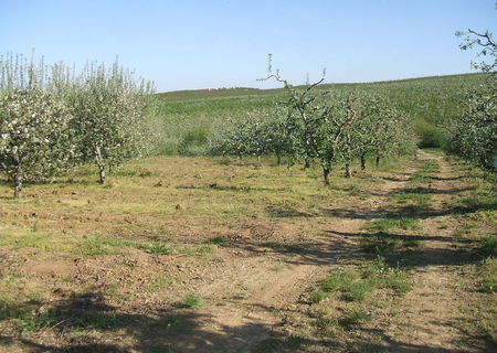 vand teren 3x500 mp paleu/bihor
