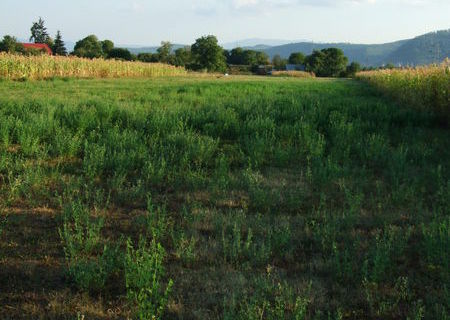 vand TEREN de case sighetu marmatiei