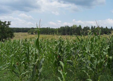 Vand teren(zona de vis)aplasat langa terenul de crichet