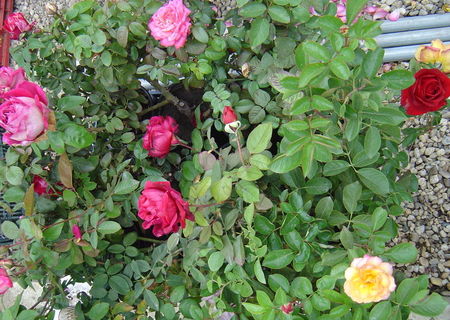 Vand trandafir de gradina la ghiveci de 3l.
