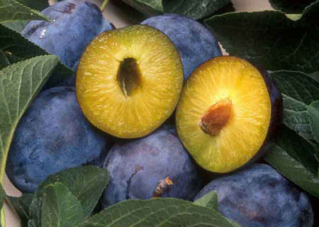 Vand TUICA DE PRUNE 100% NATURALA Vand TUICA DE PRUNE 100% NATURALA
