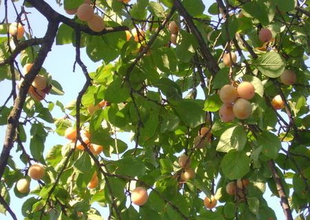 Vand tuica de prune Vand tuica de prune