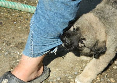 Vand urgent catei ciobanesc caucazian