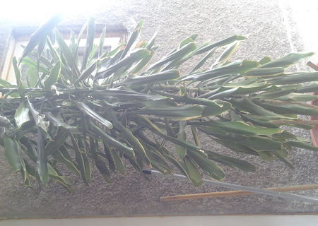 VAND URGENT DRACENA