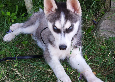 vand Urgent Husky Siberin vand Urgent Husky Siberin