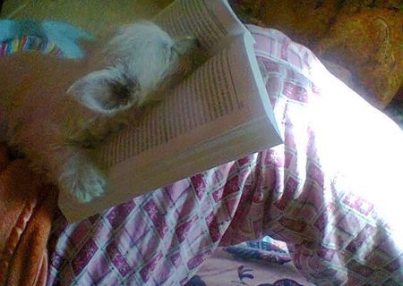 Vand URGENT pui catel Westie