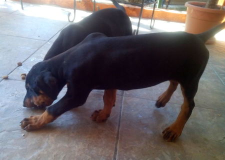 Vand urgent pui doberman