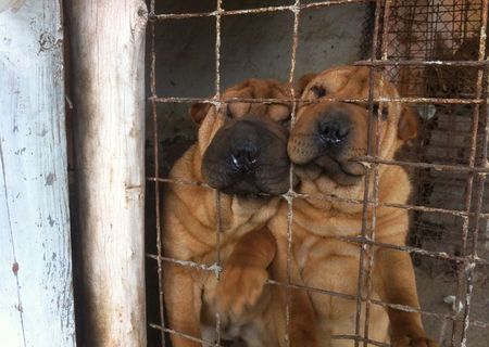 Vand urgent Sharpei.