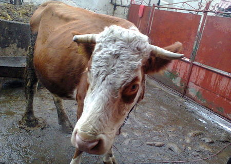 vand vaca cu vitel