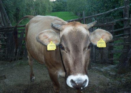 vand vaca de rasa