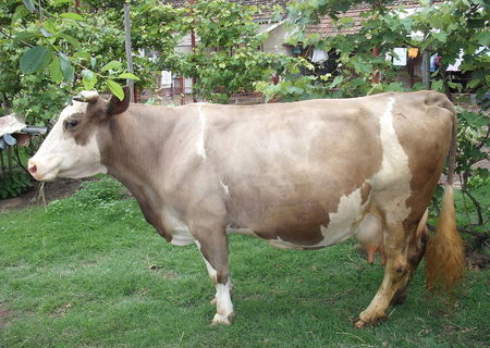 vand vaca holstein