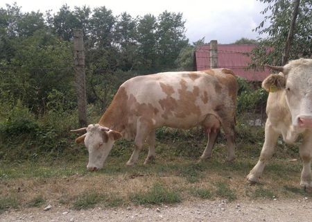 Vand vaca si vitea Vand vaca si vitea