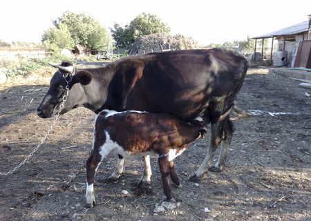 Vand vaci junici si vitele,rasa de lapte si de carne