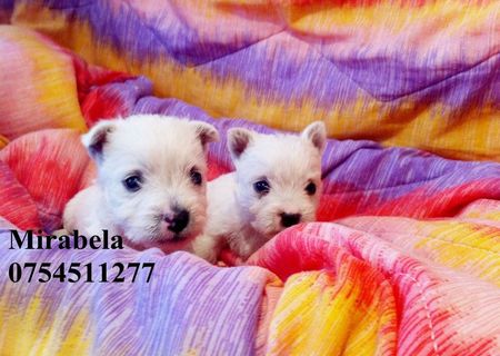 vand West alb Terrier ,mascul/femela, rasa pura vand West alb Terrier ,mascul/femela, rasa pura