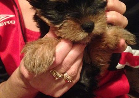 Vand Yorkshire Terrier Toy