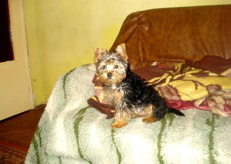Vand Yorkshire Terrier varsta 3 luni cu toate vaccinurile facute Vand Yorkshire Terrier varsta 3 luni cu toate vaccinurile facute