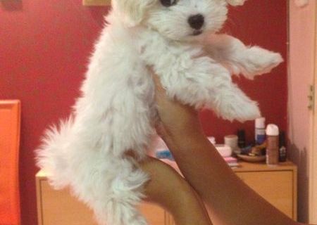 Vandurgent fetita bichon maltese pret bun