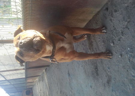 vant pitbull