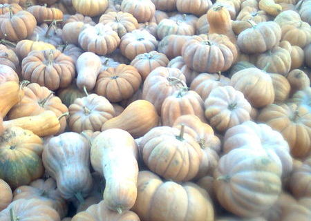 Vanzare Dovleci de Patiserie si de Copt