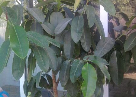 vanzare ficus