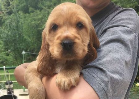 Vânzare pui cocker spaniel