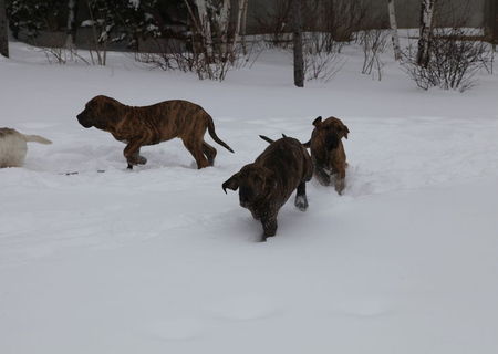 Vanzare pui Fila Brasileiro