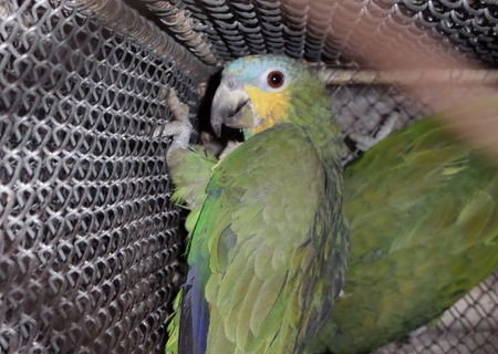 Vanzari pasari Vanzari pasari