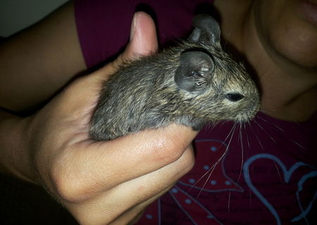 Veverite degu