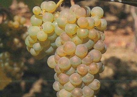 Vin alb de