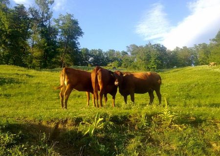 vind aberdeen angus