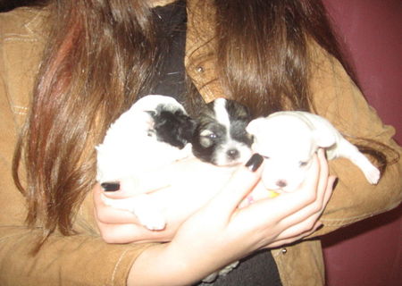 vind catelus Bichon