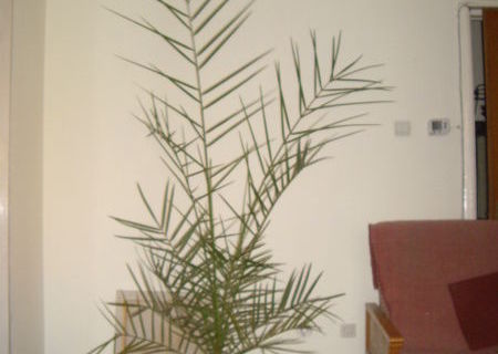 Vind curmal
