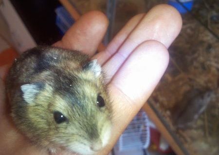 vind hamsteri pitici