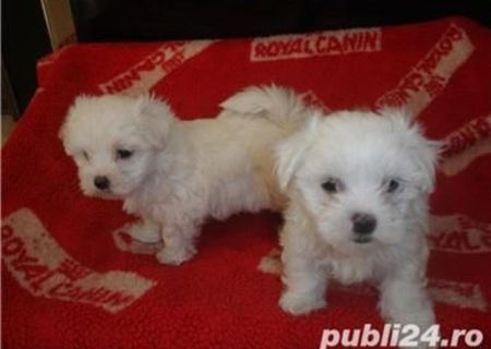 vindem 2 catelusi bichon maldez vindem 2 catelusi bichon maldez