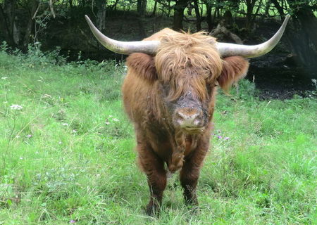 Vindem taurasi rasa Scottish Highland