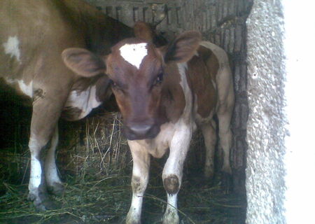 vitea metis Holstein