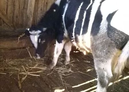 Vitel 1 An rasa HOLSTEIN