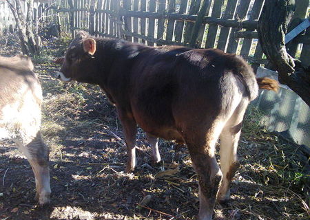 vitel 7 luni