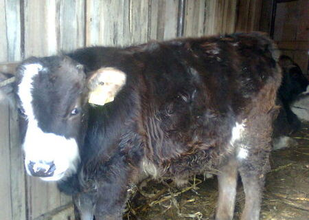 vitel de 5 luni