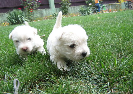 westie 2 fetite