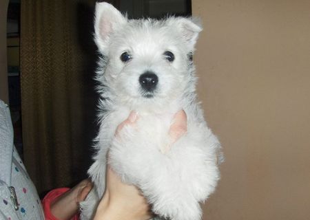 Westie de vanzare