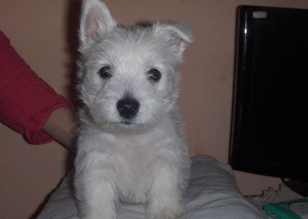 Westie de vanzare