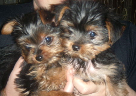 Yorkie Terrier 2 Fetite