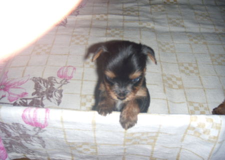 Yorkie Terrier