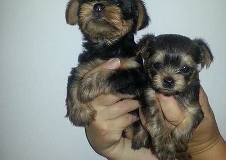 yorkshire terrier