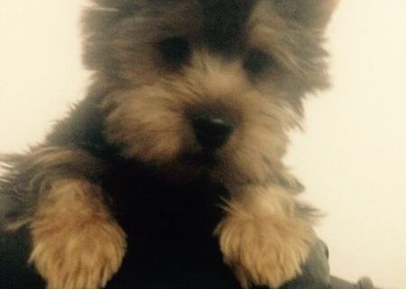 Yorkshire Terrier,5 luni, mascul Yorkshire Terrier,5 luni, mascul