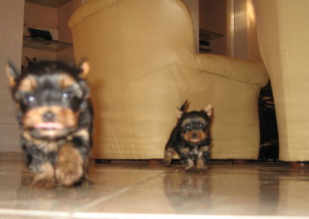 Yorkshire Terrier Yorkshire Terrier