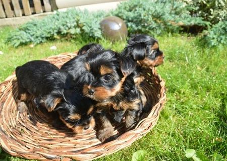 Yorkshire Terrier Cîini și căței