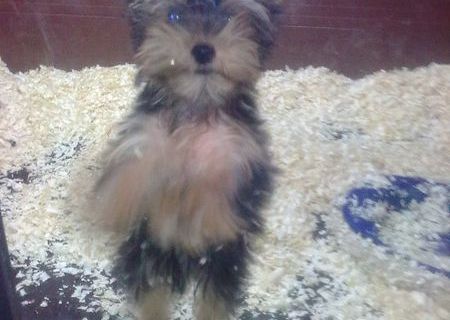 Yorkshire terrier mascul